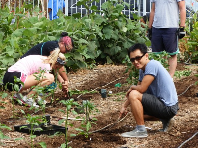 Project Angel Food - Volunteers Gardening: Barney Cheng planting 8-13